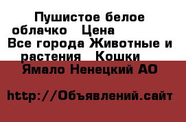 Пушистое белое облачко › Цена ­ 25 000 - Все города Животные и растения » Кошки   . Ямало-Ненецкий АО